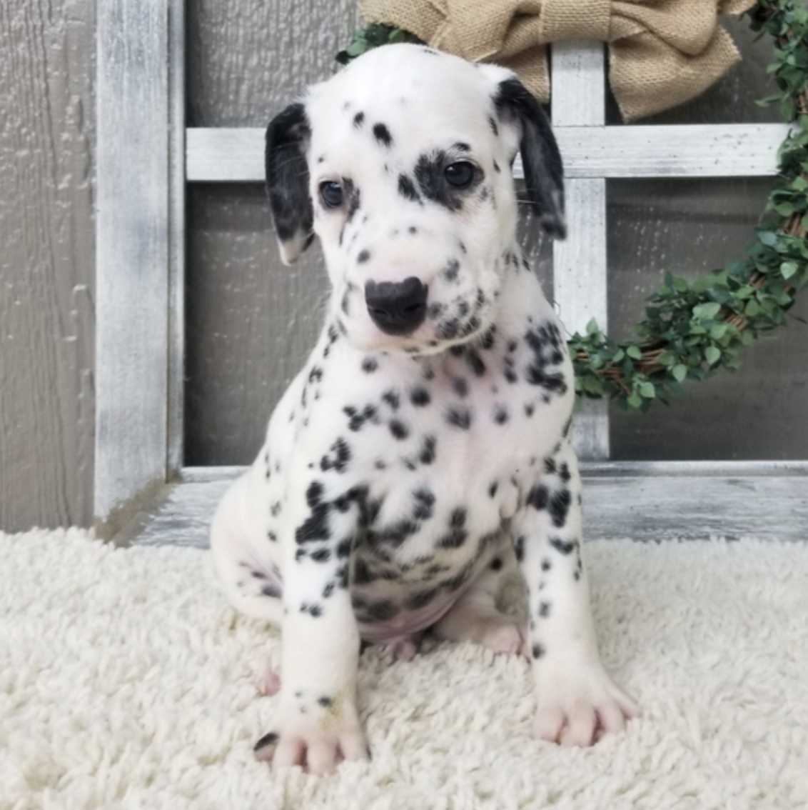 comprar cachorros sanos, baratos y asequibles para la venta